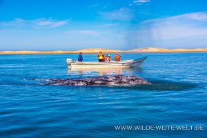 Gray-Whale-and-Tour-Boat-Bahia-Magdalena-Puerto-Lopez-Mateos-Baja-California-Süd-2-300x200 Gray Whale and Tour Boat