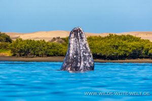 Grey-Whale-Bahia-Magdalena-Puerto-Lopez-Mateos-Baja-California-Süd-9-300x200 Grey Whale