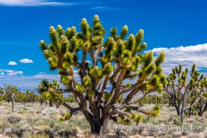 Joshua-Tree-Cedar-Canyon-Road-Mojave-National-Preserve-California-2-300x200 Joshua Tree