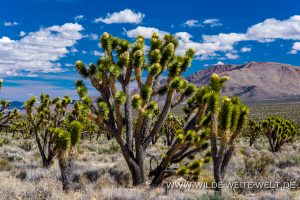 Joshua-Tree-Cedar-Canyon-Road-Mojave-National-Preserve-California-3-300x200 Joshua Tree