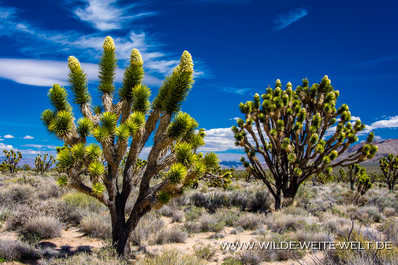 Joshua-Tree-Cima-Road-Mojave-National-Preserve-California-51 Cima Road: Blühende Joshua Trees im Mojave National Preserve[California]