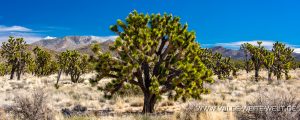 Joshua-Tree-Cima-Road-Mojave-National-Preserve-California-14-300x120 Joshua Tree