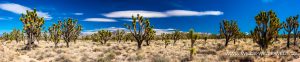 Joshua-Tree-Cima-Road-Mojave-National-Preserve-California-16-300x62 Joshua Tree
