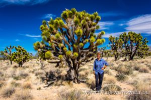 Joshua-Tree-Cima-Road-Mojave-National-Preserve-California-25-300x200 Joshua Tree
