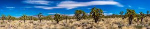 Joshua-Tree-Cima-Road-Mojave-National-Preserve-California-27-300x59 Joshua Tree