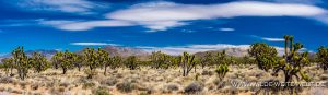 Joshua-Tree-Cima-Road-Mojave-National-Preserve-California-28-300x87 Joshua Tree