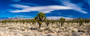 Joshua-Tree-Cima-Road-Mojave-National-Preserve-California-30-300x120 Joshua Tree