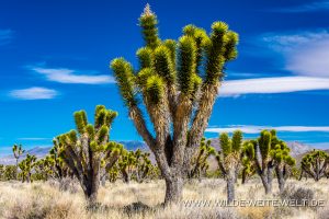Joshua-Tree-Cima-Road-Mojave-National-Preserve-California-34-300x200 Joshua Tree