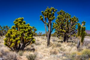 Joshua-Tree-Cima-Road-Mojave-National-Preserve-California-51-300x200 Joshua Tree