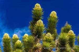 Joshua-Tree-Flowers-Cedar-Canyon-Road-Mojave-National-Preserve-California-3-300x200 Joshua Tree Flowers