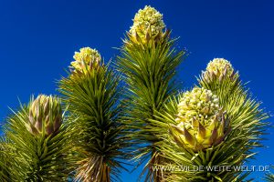 Joshua-Tree-Flowers-Cima-Road-Mojave-National-Preserve-California-2-300x200 Joshua Tree Flowers