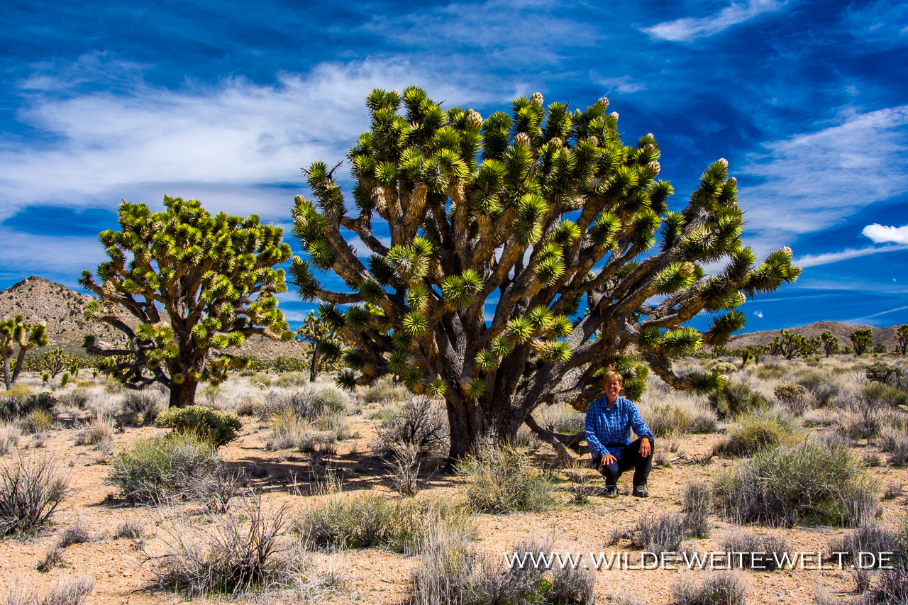 Joshua-Tree-Cima-Road-Mojave-National-Preserve-California-51 Cima Road: Blühende Joshua Trees im Mojave National Preserve[California]