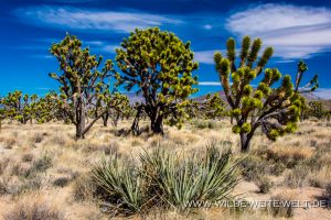Joshua-Tree-mit-Yucca-schidigera-Cima-Road-Mojave-National-Preserve-California-300x200 Joshua Tree mit Yucca schidigera
