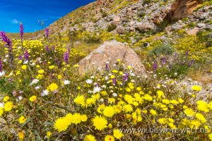 Lupine-Desert-Chicory-and-Desert-Dandelion-Coyote-Canyon-Anza-Borrego-State-Park-California-8-300x200 Lupine, Desert Chicory and Desert Dandelion