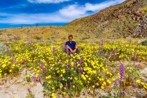 Lupine-and-Desert-Dandelion-mit-Tanja-Coyote-Canyon-Anza-Borrego-State-Park-California-300x200 Lupine and Desert Dandelion mit Tanja