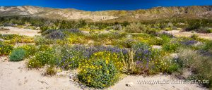 Mixed-Desert-Flowers-Coyote-Canyon-Anza-Borrego-State-Park-California-4-300x128 Mixed Desert Flowers