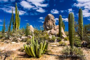 Old-Man-Cactus-and-Cardon-Catavinia-Baja-California-Norte-2-1-300x200 Old Man Cactus and Cardon