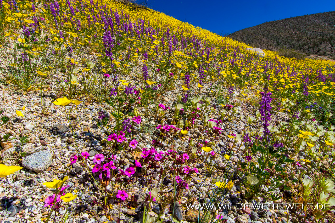Parish´s-Poppy-und-Bigelows-Monkeyflower-San-Felipe-Wash-Anza-Borrego-State-Park-California-5 Super Bloom: Wildflowers / Wildblumen im Anza Borrego State Park [California]