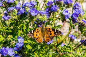 Phacelia-distans-mit-Butterfly-San-Felipe-Wash-Anza-Borrego-State-Park-California-2-300x200 Phacelia distans mit Butterfly