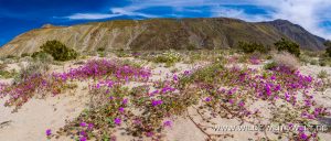 Sand-Verbena-Coyote-Canyon-Anza-Borrego-State-Park-California-8-300x128 Sand Verbena
