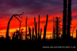 Sunset-Catavinia-Baja-California-Norte-42-300x200 Sunset