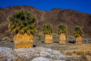 Washingtonia-Zzyzx-Road-Mojave-National-Preserve-California-7-300x200 Washingtonia