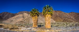 Washingtonia-Zzyzx-Road-Mojave-National-Preserve-California-8-300x122 Washingtonia
