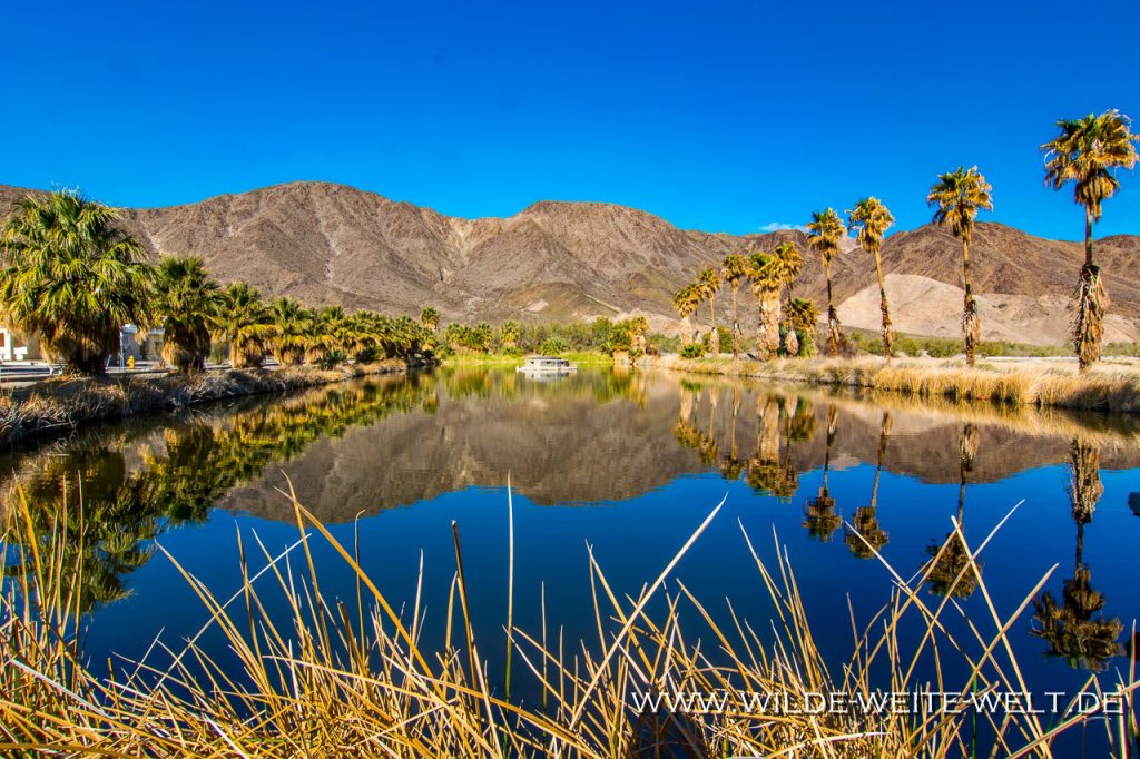 Zzyzx Road Washingtonia / Petticoatpalmen, Soda Spring & Soda Lake