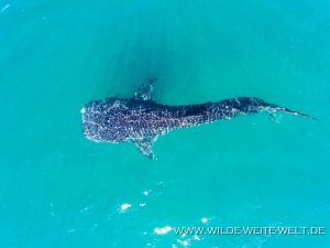 Whale-Shark-Sand-Spit-La-Paz-Baja-California-Süd-11-300x225 Whale Shark