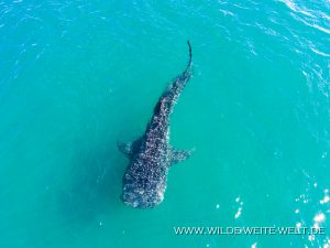 Whale-Shark-Sand-Spit-La-Paz-Baja-California-Süd-12-300x225 Whale Shark
