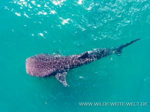 Whale-Shark-Sand-Spit-La-Paz-Baja-California-Süd-20-300x225 Whale Shark
