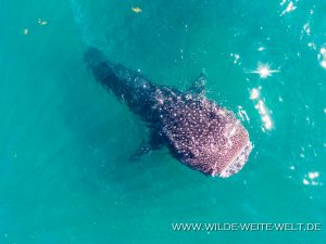 Whale-Shark-Sand-Spit-La-Paz-Baja-California-Süd-27-300x225 Whale Shark