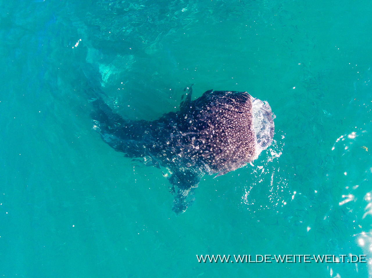 Whale-Shark-Sand-Spit-La-Paz-Baja-California-Süd-34 Walhaie / Whale Sharks [Mexico / Baja California]