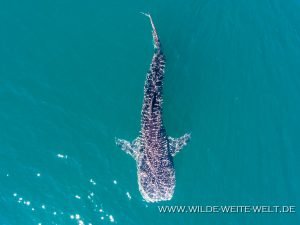 Whale-Shark-Sand-Spit-La-Paz-Baja-California-Süd-34-300x225 Whale Shark