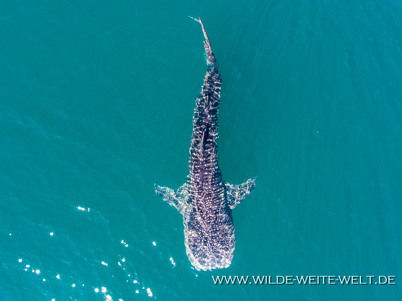 Whale-Shark-Sand-Spit-La-Paz-Baja-California-Süd-34 Walhaie / Whale Sharks [Mexico / Baja California]