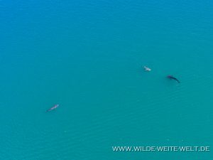 Whale-Shark-Sand-Spit-La-Paz-Baja-California-Süd-36-300x225 Whale Shark