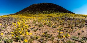 Amboy-Crater-mit-Desert-Sunflower-Amboy-Crater-National-Natural-Landmark-California-10-300x148 Amboy Crater mit Desert Sunflower