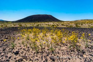 Amboy-Crater-mit-Desert-Sunflower-Amboy-Crater-National-Natural-Landmark-California-5-300x200 Amboy Crater mit Desert Sunflower