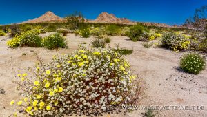 Desert-Dandelion-und-Pincushion-Hwy-62-California-16-300x170 Desert Dandelion und Pincushion