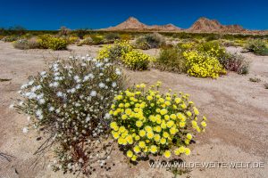 Desert-Dandelion-und-Pincushion-Hwy-62-California-8-300x200 Desert Dandelion und Pincushion