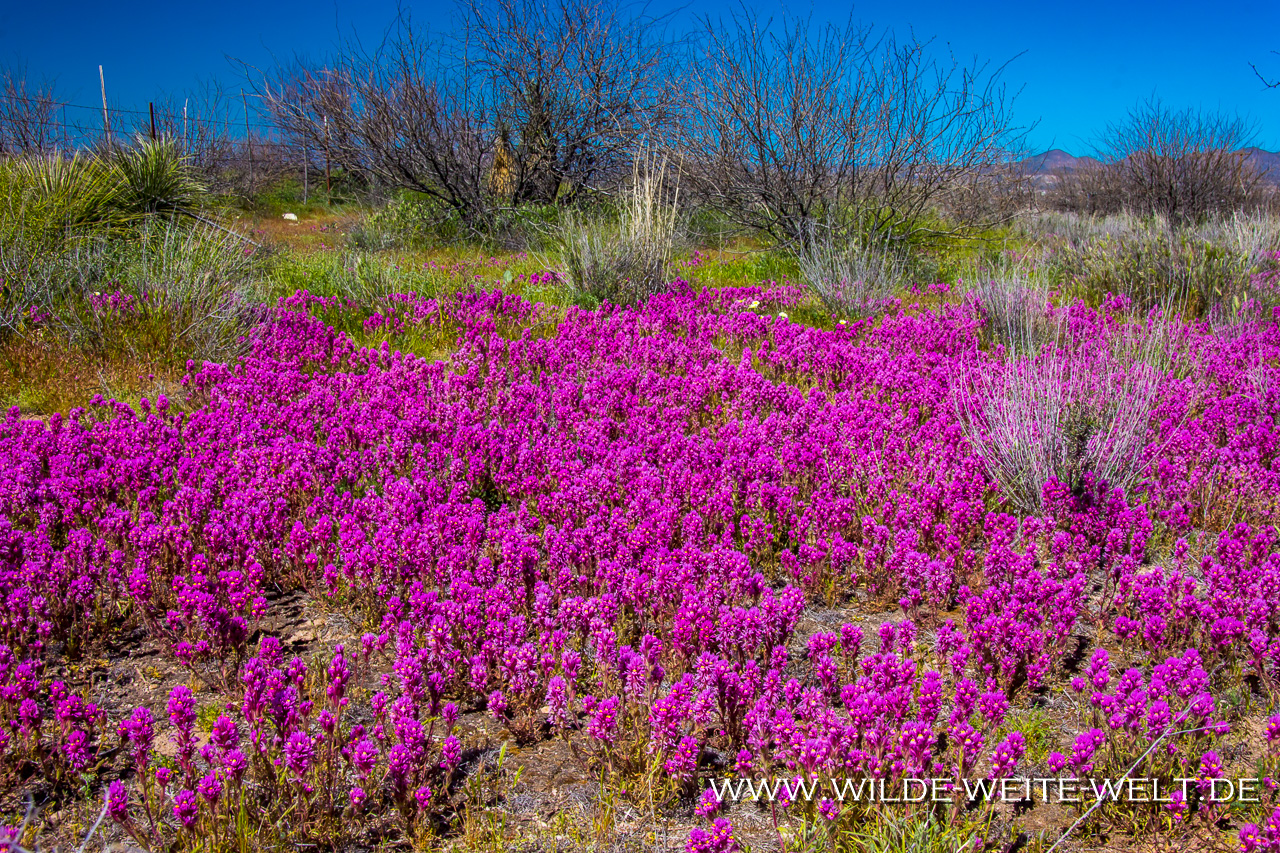 Desert-Flower-Hwy-70-Apache-San-Carlos-Indian-Reservation-Peridot-Arizona Wildblumen / Wildflowers an der Peridot Mesa [Arizona]