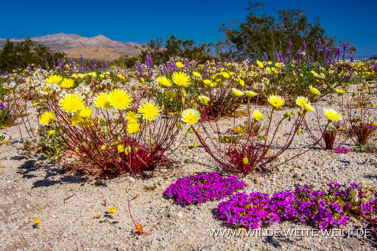 Desert-Flowers-Sheephole-Mountains-Amboy-Road-California-103 Super Bloom 2019: Wildblumen an den Sheep Hole Mountains [Hyw # 62, California]