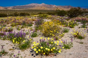 Desert-Flowers-Sheephole-Mountains-Amboy-Road-California-103-300x200 Desert Flowers