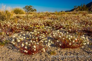 Desert-Flowers-Sheephole-Mountains-Amboy-Road-California-22-300x200 Desert Flowers