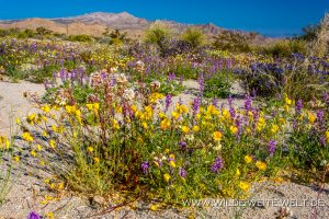 Desert-Flowers-Sheephole-Mountains-Amboy-Road-California-52-300x200 Desert Flowers