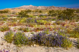 Desert-Flowers-Sheephole-Mountains-Amboy-Road-California-63-300x200 Desert Flowers