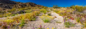Desert-Flowers-Sheephole-Mountains-Amboy-Road-California-71-300x101 Desert Flowers