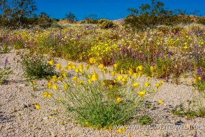 Desert-Flowers-Sheephole-Mountains-Amboy-Road-California-72-300x200 Desert Flowers