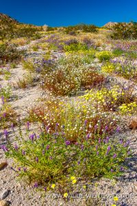 Desert-Flowers-Sheephole-Mountains-Amboy-Road-California-75-200x300 Desert Flowers