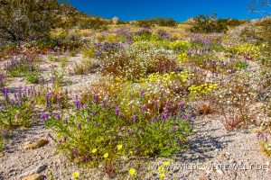 Desert-Flowers-Sheephole-Mountains-Amboy-Road-California-76-300x200 Desert Flowers